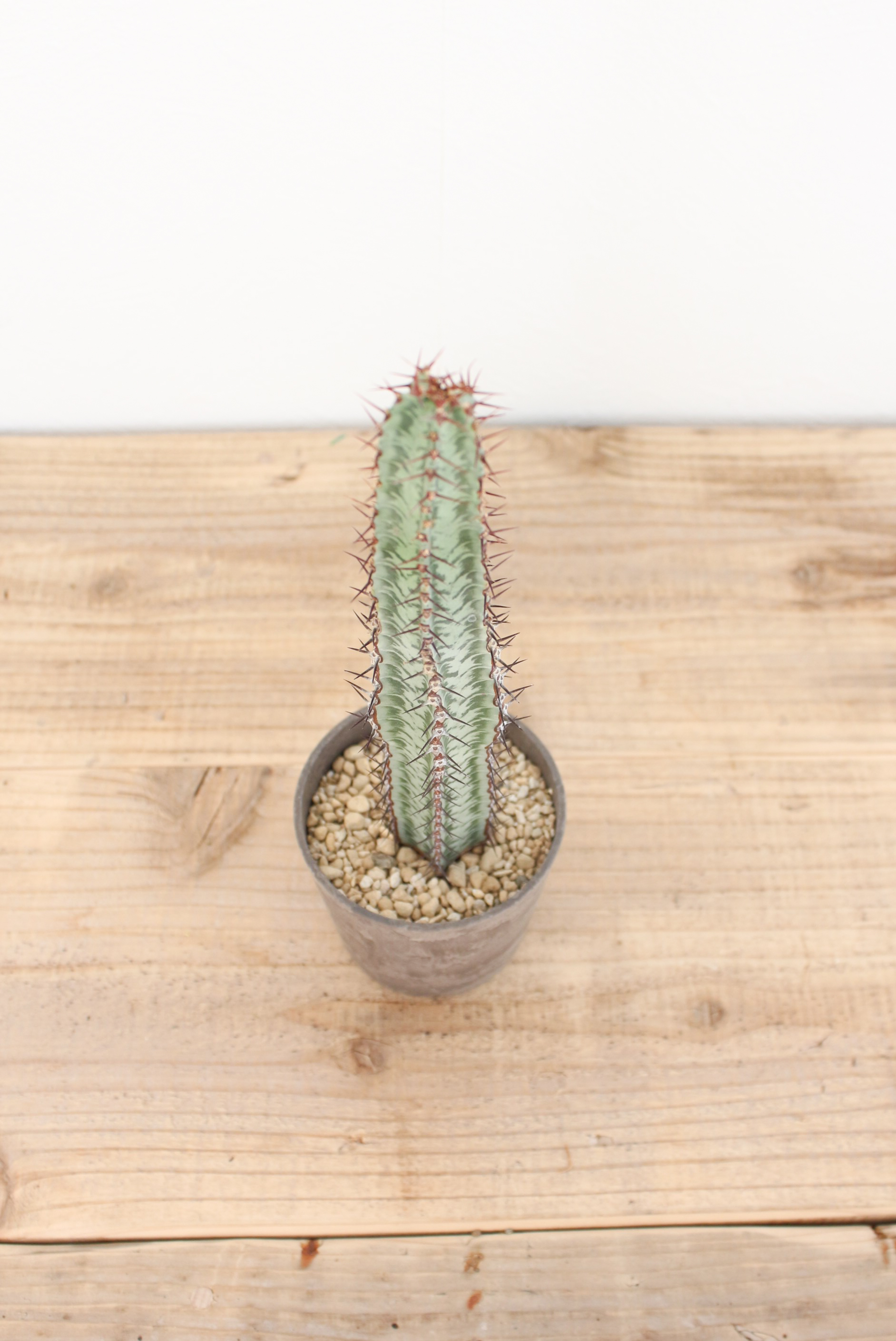 ユーフォルビア コンフィナリス ×QUTOTEN. ユーフォルビア コンフィナリス 接木 4号プラ鉢 多肉植物 通販 greenery